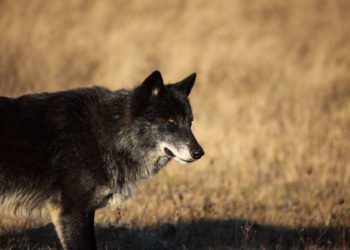 Où vit le chien-loup ?