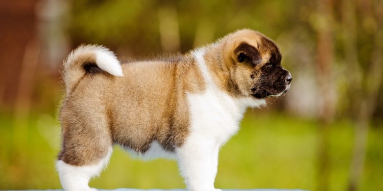 Quel est le prix d'un chiot ?