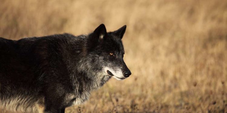 Où vit le chien-loup ?