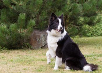 Quel chien s'entend bien avec le Border Collie ?