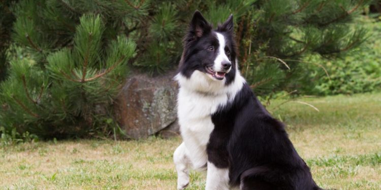 Quel chien s'entend bien avec le Border Collie ?