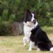 Quel chien s'entend bien avec le Border Collie ?