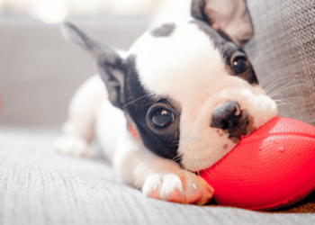Comment faire les premiers jours avec un chiot ?