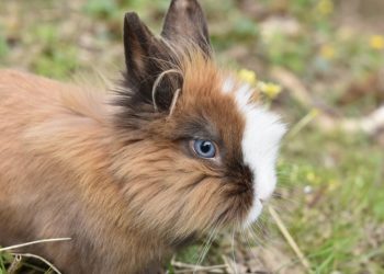 Comment élever un lapin Rex ?