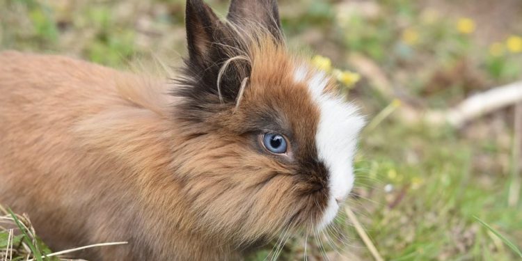 Comment élever un lapin Rex ?