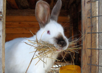 Comment bien soigner mon lapin ?