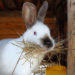 Comment bien soigner mon lapin ?