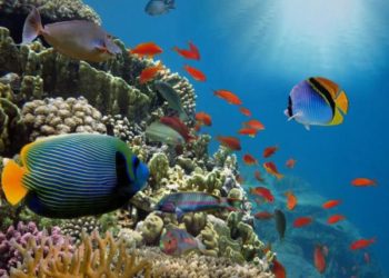 Est-ce que les lézards boivent de l'eau ?