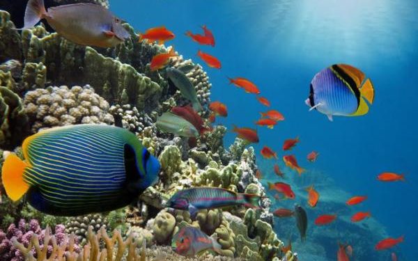 Est-ce que les lézards boivent de l'eau ?