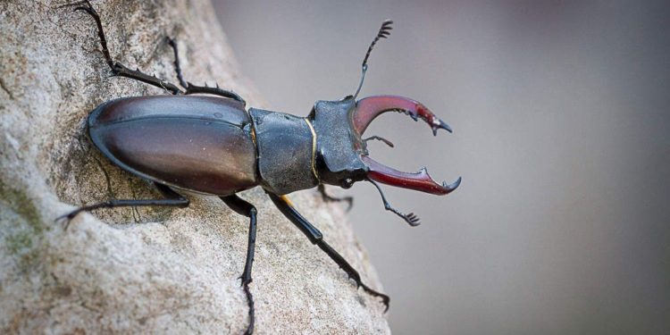 Pourquoi lucane Cerf-volant ?