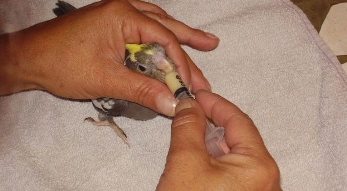 Comment nourrir un oisillon à la seringue ?