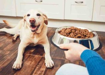 Quelle est la nourriture des moineaux ?
