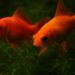 Comment prendre soin d'un poisson rouge dans un bocal ?
