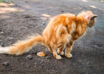 Est-ce que le vermifuge donne la diarrhée chat ?