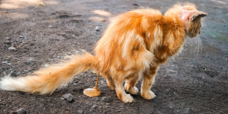 Est-ce que le vermifuge donne la diarrhée chat ?