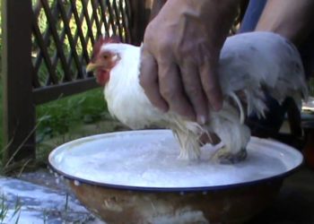 Comment soigner une poule malade ?