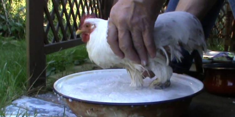 Comment soigner une poule malade ?