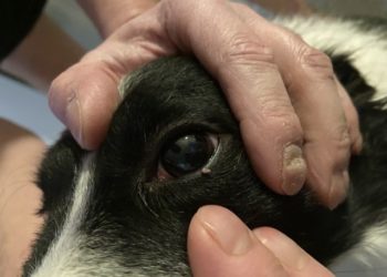 Comment soigner l'œil de mon chien ?