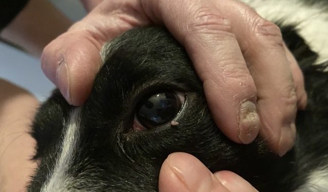 Comment soigner l'œil de mon chien ?