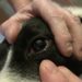 Comment soigner l'œil de mon chien ?