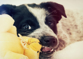 Pourquoi mon chien a des kystes ?