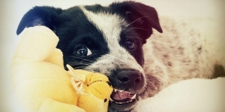 Pourquoi mon chien a des kystes ?