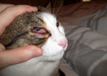 Pourquoi les yeux de mon chat sont bizarre ?