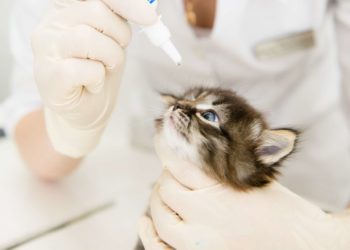 Comment nettoyer les yeux d'un chat ?