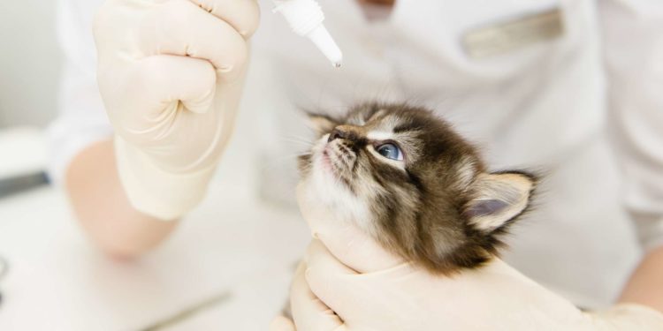 Comment nettoyer les yeux d'un chat ?