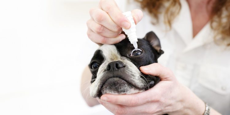 Quel collyre pour conjonctivite chien ?