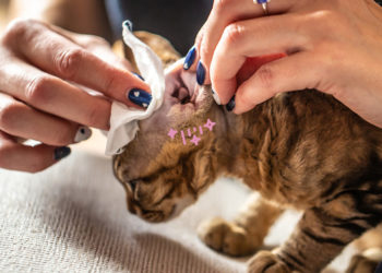 Comment savoir si mon chat a la gale des oreilles ?