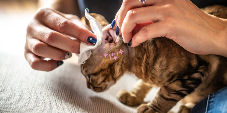 Comment savoir si mon chat a la gale des oreilles ?