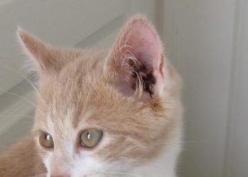 Comment se débarrasser de la gale des oreilles du chat ?