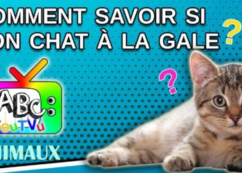 Comment savoir si mon chat a la gale ?