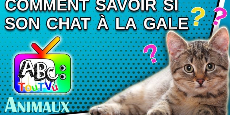 Comment savoir si mon chat a la gale ?