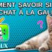 Comment savoir si mon chat a la gale ?