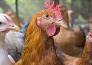 Comment meurt une poule de la grippe aviaire ?