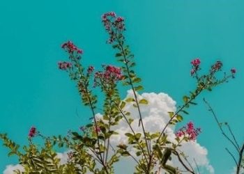 Comment diagnostiquer la leptospirose ?