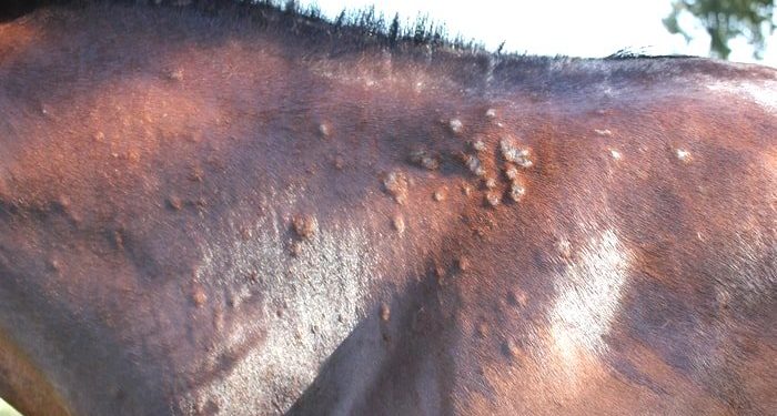 Comment faire pour ne peut attraper la teigne ?