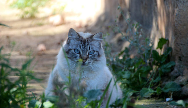 Comment Soigner L Alopecie Chez Le Chat