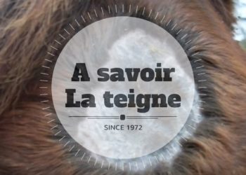 Comment soigner la teigne chez le chien naturellement ?