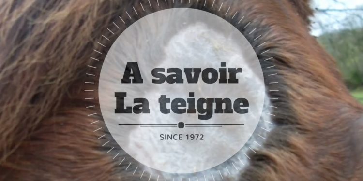 Comment soigner la teigne chez le chien naturellement ?