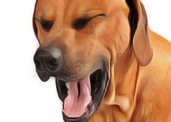 Comment se débarrasser de la toux du chenil ?