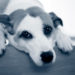 Comment soigner la toux d'un chien ?