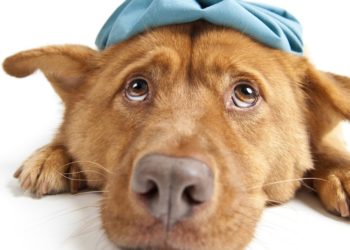 Pourquoi mon chien tousse et se racle la gorge ?