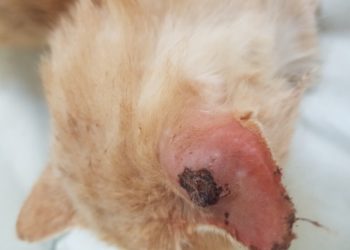 Comment soigner l'abcès de mon chat ?