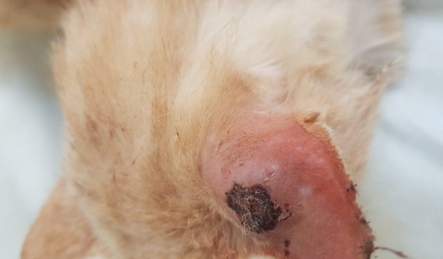 Comment soigner l'abcès de mon chat ?