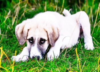 Puis-je donner de l'amoxicilline à mon chien ?