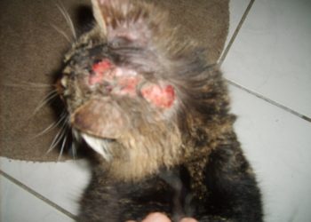 Pourquoi mon chat se bouffe les poils ?