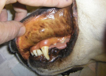 Qu'est-ce que la leptospirose chez le chien ?